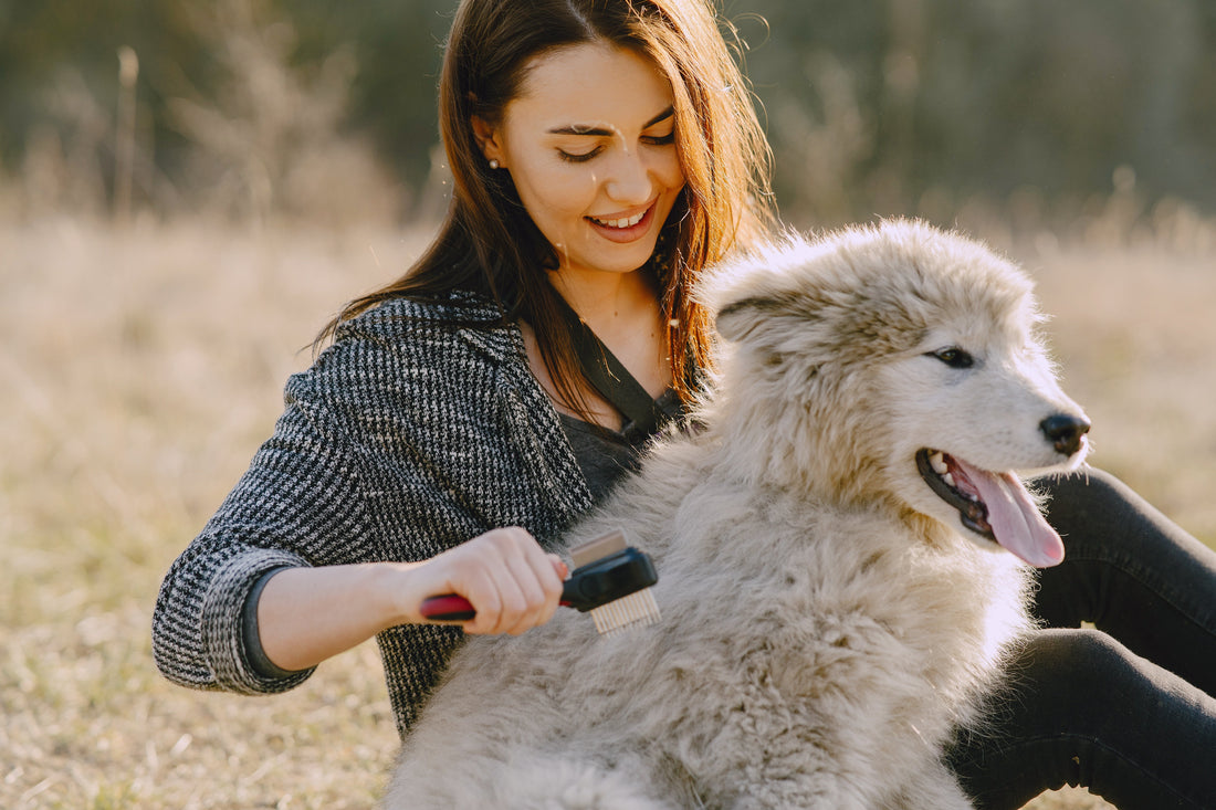 Grooming: A Beautiful Way to Care for Your Pet